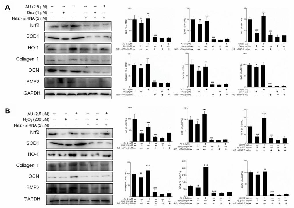 The Nrf2-siRNA transfection strongly abolished the effects of AU on the protein expressions in Dex and H2O2 damaged MG63 cells. The up-regulation of AU on the expressions of Nrf2, SOD1, HO-1, OCN and BMP were strongly abolished in Nrf2-siRNA transfected MG63 cells after (A) Dex and (B) H2O2 exposure. The quantification data of proteins were normalized by corresponding GAPDH, respectively, expressed as mean ± S.D. (n=4) and analyzed using a one-way ANOVA. # PPPvs. control cells, *PPPvs. Dex or H2O2-exposed cells.