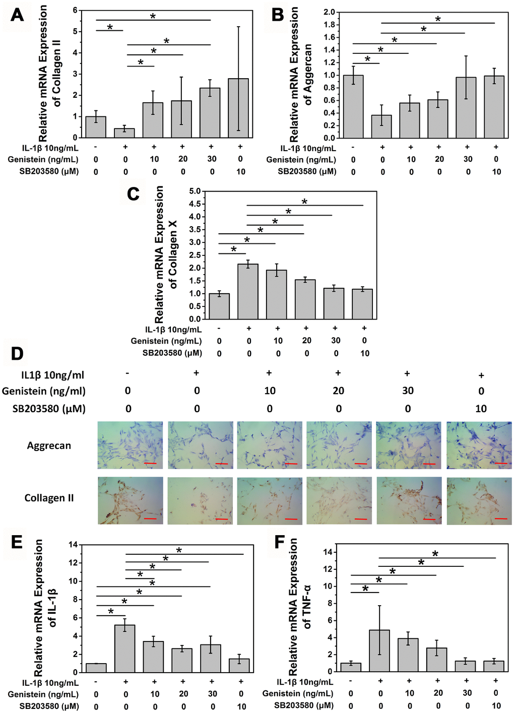 Genistein suppresses the degeneration of NPCs in vitro. (A) mRNA expression of COL2A in NPCs treated with IL-1β and Genistein or SB203580. *p>0.05 (B) mRNA expression of aggrecan in NPCs treated with IL-1β and Genistein or SB203580. *p>0.05 (C) mRNA expression of collagen X in NPCs treated with IL-1β and Genistein or SB203580. *p>0.05 (D) Toluidine blue staining and cell immuohistochemmistry stainingof NPCs treated with IL-1β and Genistein. Red scale bar represents 25 μm (E) mRNA expression of TNF-α in NPCs treated with IL-1β and Genistein or SB203580. *pF) mRNA expression of IL-1β in NPCs treated with IL-1β and Genistein or SB203580. *p