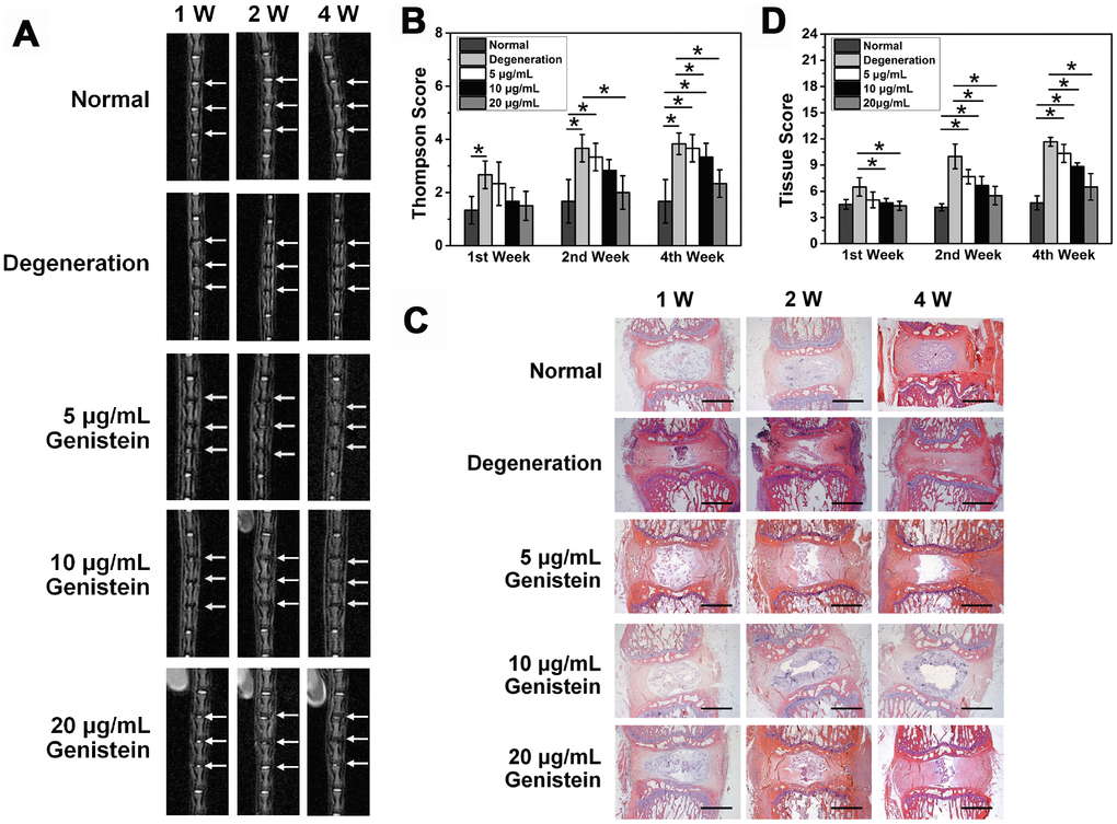 Genistein suppresses the degeneration of NPCs in vivo. (A) MRI images of the caudal intervertebral discs in rats. (B) Thompson score of caudal MRI images from rats after surgery and injection with Genistein. (C) HE staining of intervertebral disc sections from rats after surgery and injection with Genistein. Black scale bar represents 1 mm. (D) Histology score of intervertebral disc sections.