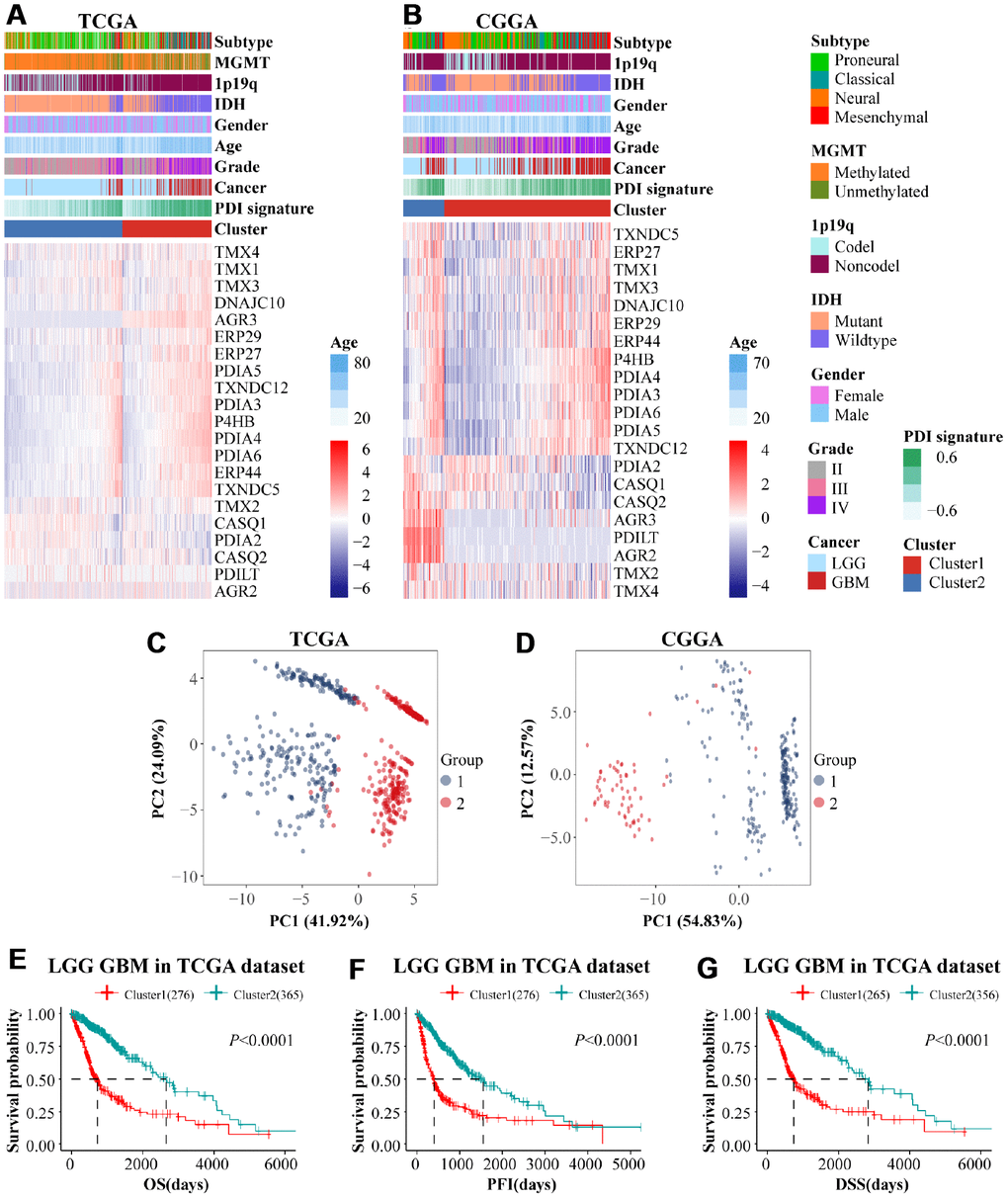 (A, B) Comparison of the expression levels of PDIs and clinical features between two subgroups (cluster 1 vs cluster 2). Principal component analysis (PCA) was performed to reveal the difference of PDIs mRNA expression between two clusters in TCGA (C) and CGGA (D). The prognostic value of clusters in glioma patients. Kaplan–Meier survival analyses were used to demonstrate differences in OS, PFI and DSS between the two clusters of LGGGBM samples from TCGA (E–G) and CGGA (H). TCGA database as training set and CGGA database as the validation set.