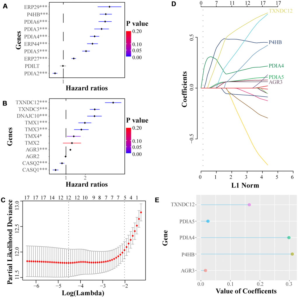 (A, B) Univariate Cox regression analyses were performed to select significant genes from PDI family according to the clinical information from TCGA. (C–E) LASSO coefficients of the significant members of PDI family for OS were calculated, of which the five most influential ones are presented in the figure. * p p 