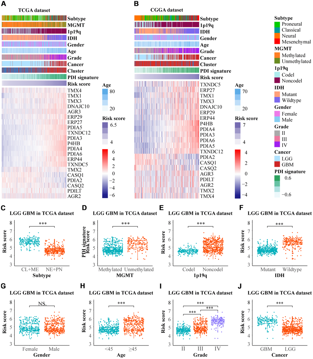 (A, B) The risk score model of PDI family in gliomas was established on the basis of LASSO coefficients. The distributions of clinical features and PDIs expression according to the risk scores from low to high in TCGA and CGGA are displayed by heat maps. (C–J) The risk scores differences between subgroups classified by subtype, MGMT promoter status, 1p19q codel status, IDH status, gender, age, grade, and cancer in LGGGBM cohort. TCGA database as training set and CGGA database as the validation set. *** p p > 0·05.