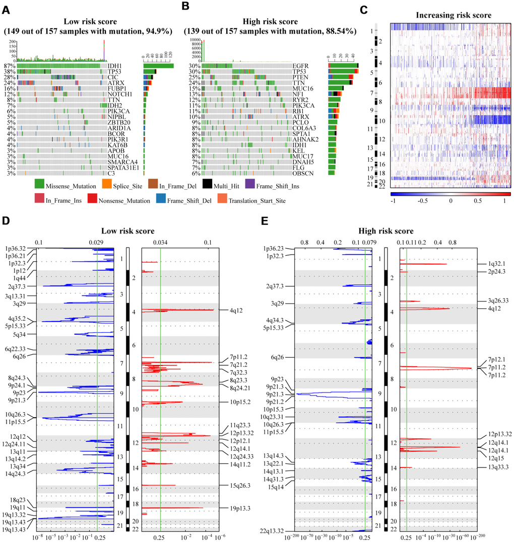 (A, B) The significantly mutated genes in gliomas were assigned to low and high risk score groups. Here only the top 20 genes with the highest mutation frequency are displayed in figures. (C) The overall CNAs profile in order of increasing risk score. (D–E) GISTIC 2.0 analysis of cases with low and high risk scores revealed chromosomal regions that were significantly deleted (blue) and amplified (red). The green line represents the significance threshold (q value=0·25). TCGA database as training set and CGGA database as the validation set.