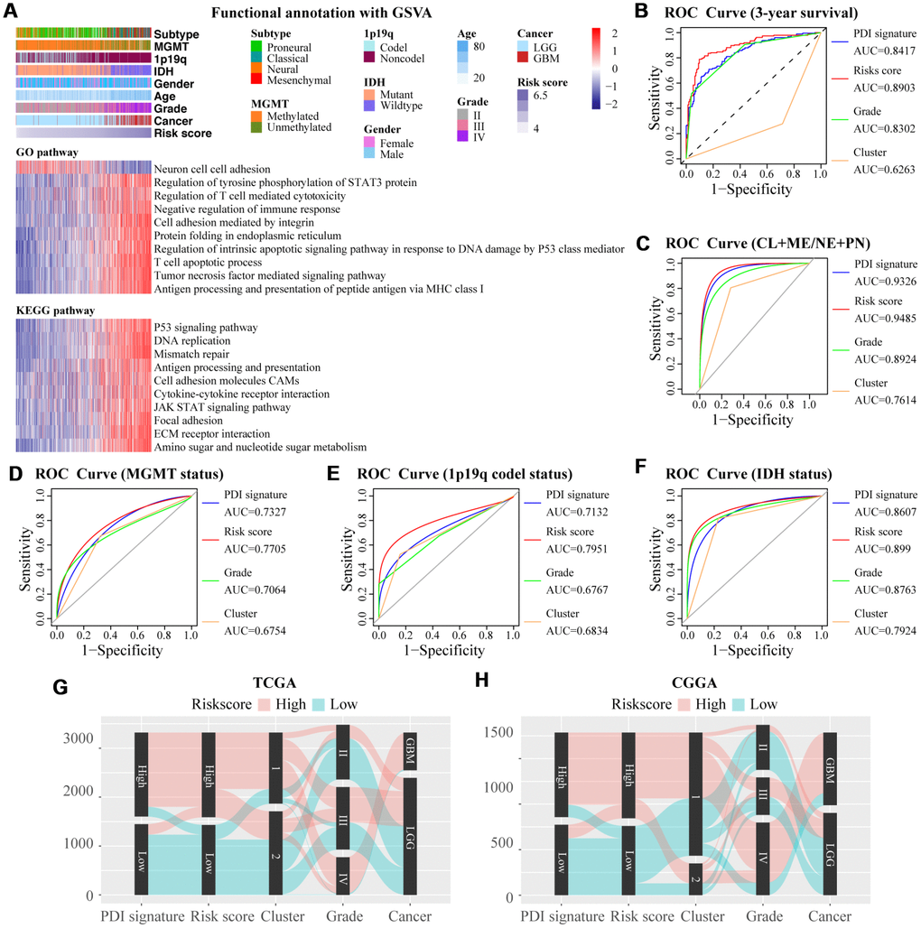 (A) GO and KEGG analyses for the PDI gene family and the risk scores determined using GSVA. The heat map shows the distribution of risk scores and clinical features (upper one panel), and gene set enrichment of different pathways (lower two panels). Comparisons of the performance of PDI signature, risk score, grade and cluster in predicting the 3-year overall survival of glioma patients (B) subtype (C) MGMT promoter status (D) 1p19q codel status (E) and IDH status (F). (G, H) The relationship among the five indicators, PDI signature, risk score, cluster, WHO grade, and cancer type. TCGA database as training set and CGGA database as the validation set.