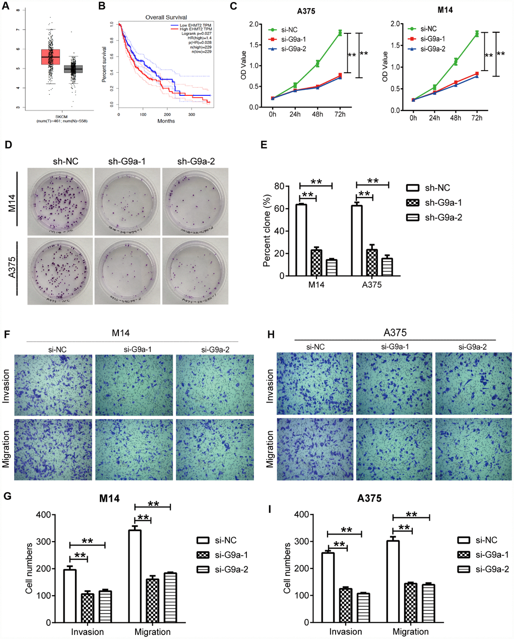 Knockdown of G9a inhibited the proliferation and metastasis of human melanoma cells. (A) the mRNA expression of G9a was analyzed via GEPIA. The red and grey boxes represent Skin Cutaneous Melanoma (SKCM) and normal skin samples, respectively. (B) the prognostic value of G9a (EHMT2 equivalent to G9a) was analyzed via GEPIA. (C) CCK8 was performed to detect the proliferation of M14 and A375 cells transfected with two G9a specific-siRNAs (si-G9a-1 and si-G9a-2 group) or negative control siRNA (si-NC group). (D) cell proliferation was further confirmed by colony formation assay. (E) percent clone was analyzed for M14 and A375 cells. (F) transwell was performed to detect the migration and invasion of M14 cells. (G) the number of migratory and invasive cells was counted for M14 cells. (H) transwell was performed to detect the migration and invasion of A375 cells. (I) the number of migratory and invasive cells was counted for A375 cells. ** P