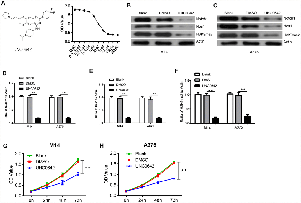 UNC0642 inhibited the Notch1 signaling pathway. (A) the structural formula of UNC0642 (left panel), and the IC50 value was calculated via a dose dependent assay (right panel). (B) the expression of Notch1, Hes1 and H3K9me2 in M14 cells treated with UNC0642 or DMSO was detected with M14 cells as a blank control. (C) the expression of Notch1, Hes1 and H3K9me2 in A375 cells was detected using Western blot. (D) the column diagram showed the related expression of Notch1 in A375 and M14 cells. (E) the column diagram showed the related expression of Hes1 in A375 and M14 cells. (F) the column diagram showed the related expression of H3K9me2 in A375 and M14 cells. (G) CCK8 assay was performed to detect the proliferation of M14 cells treated with UNC0642 or DMSO. (H) CCK8 assay was performed to detect the proliferation of A375 cells treated with UNC0642 or DMSO. ** P