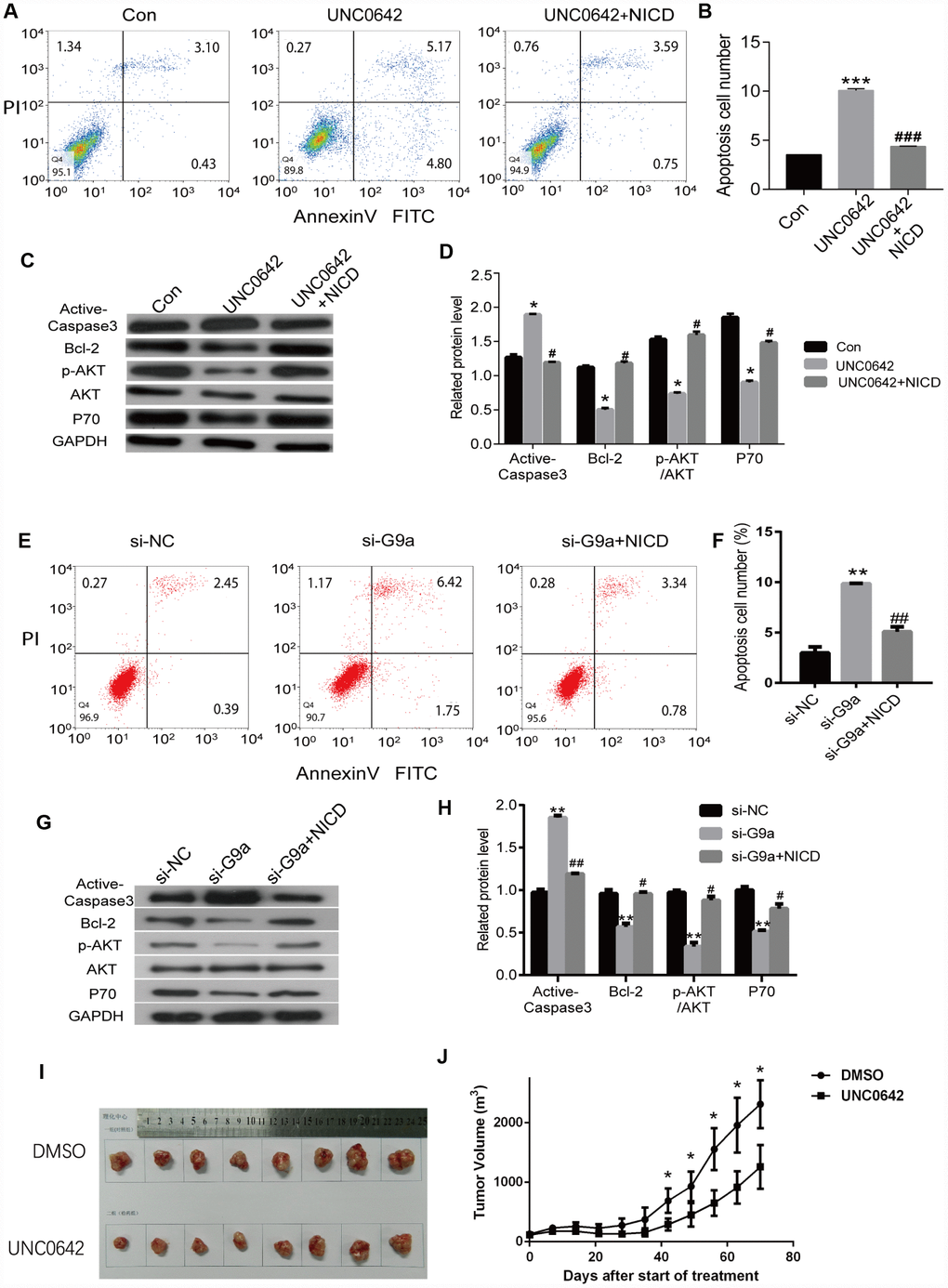 NICD inhibits UNC0642-induced apoptotic enhancement in melanoma cells. (A) the apoptosis of melanoma cells with the treatment of UNC0642 or both UNC0642 and NICD was detected by flow cytometry. (B) the column diagram showed the apoptosis cell number. (C) the apoptosis related protein levels were detected by western blot in melanoma cells with the treatment of UNC0642 or both UNC0642 and NICD. (D) the column diagram showed the related expression levels of target genes. (E) the apoptosis of melanoma cells with G9a knockdown or both G9a knockdown and NICD treatment was detected by flow cytometry. (F) the column diagram showed the apoptosis cell number. (G) the apoptosis related protein levels were detected by western blot in melanoma cells with G9a knockdown or both G9a knockdown and NICD treatment. (H) the column diagram showed the related expression levels of target genes. (I) the nude mice were inoculated with melanoma cells with the treatment of DMSO or UNC0642. (J) the tumor volume was measured. *P