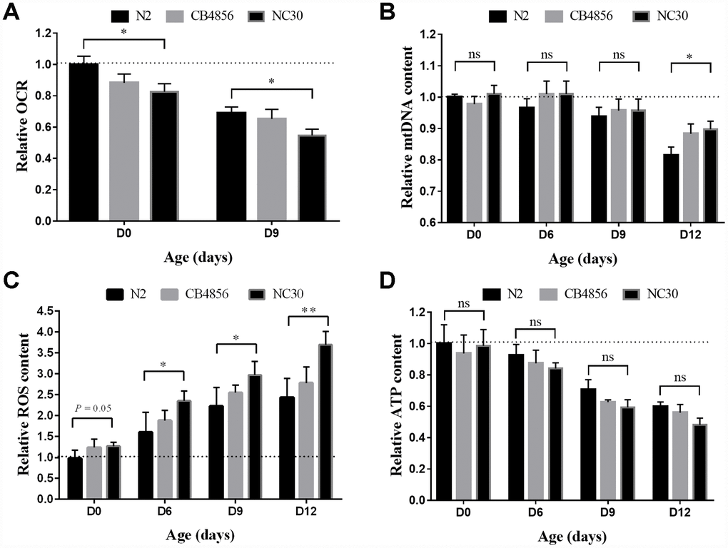 Variation in COX1 decreases mitochondrial mass with age. All measured mitochondrial indicators were normalized to the value of day 0 N2 worms. (A) Level variation of OCR with age. (B) Level variation of mtDNA with age. (C) Level variation of ROS with age. (D) ATP level variation with age. Data shown as the means ± SEM. Statistical analysis was performed by using two-tailed unequal variant Student’s t-test (* P-value 