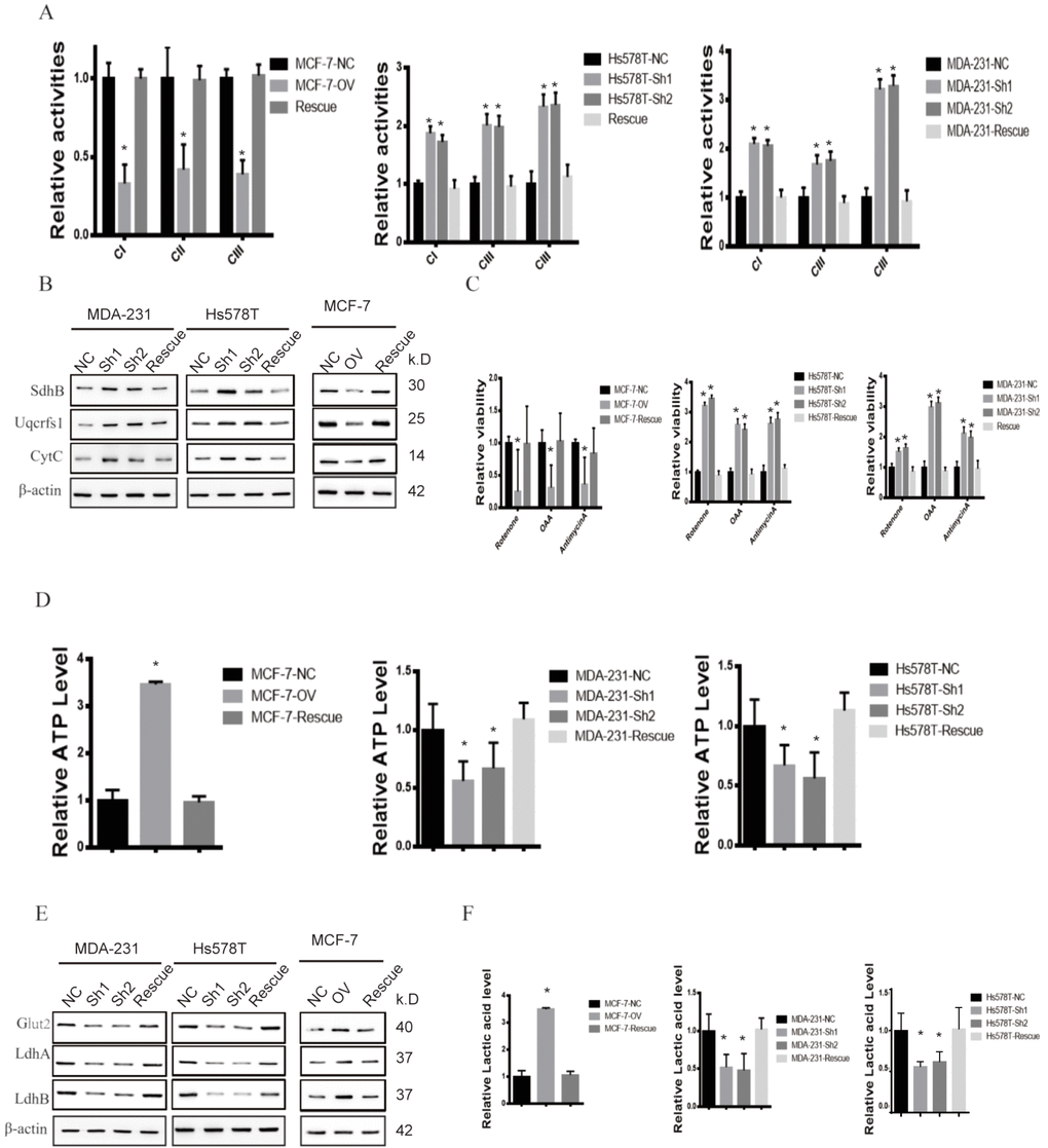 MTFR promotes the glycolysis of BC in a HIF1α- and HIF2α-dependent manner. (A) The relative activities of the CI CII and CIII of different cell lines (Student’s two one-tailed paired test * pB) Western blot of OXPHOS markers of different cell lines. (C) The relative viability of different cell lines treated with different inhibitors (Student’s two one-tailed paired test * pD) The relative ATP level of different cell lines (Student’s two one-tailed paired test * pE) Western blot of glycolysis markers of different cell lines. (F) The relative lactic acid level of different cell line (Student’s two one-tailed paired test * p