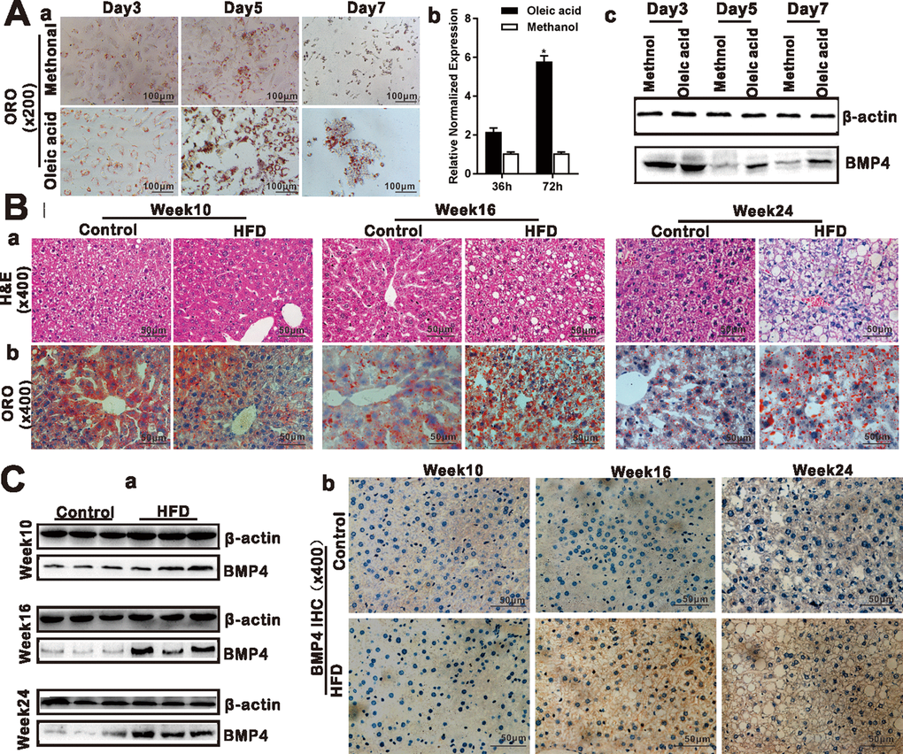 BMP4 expression is elevated during Oleic acid-induced triglyceride/lipid accumulation in hepatocytes and in a mouse model of NAFLD. (A)BMP4 expression in Oleic acid-induced lipid accumulation. Primary mouse hepatocytes were stimulated with 0.05mM Oleic acid (methanol as a vehicle control). ORO staining was done at days 3, 5 and 7 respectively. Representative images are shown (a). Alternatively, total RNA was isolated at 36h and 72h post Oleic acid treatment and subjected to TqPCR analysis of Bmp4 expression. Relative expression was calculated by dividing the relative expression values (i.e., Bmp4/Gapdh) in “*” p b). Total protein was isolated and subjected to Western blotting analysis of BMP4 expression at days 3, 5 and 7 post Oleic acid treatment (c). (B) Establishment of the mouse model of NAFLD. C57/B6 mice (4-week-old male, n=10 /time point/group) were fed with 45% high fat diet (HFD) or normal diet (Control), and sacrificed at weeks 10, 16 and 24, respectively. The retrieved liver tissue was subjected to H & E staining (a) and ORO staining (b). (C) BMP4 expression in mouse liver tissue of NAFLD. Total protein was isolated from the mouse liver tissue of the HFD and Control groups at weeks 10, 16 and 24 respectively, and subjected to Western blotting analysis of BMP4 expression. (a). IHC (immunohistochemical) staining of BMP4 expression was detected in the liver from the HFD and Control groups respectively (b). Each assay condition was done in triplicate, and representative images are shown or indicated by arrows.