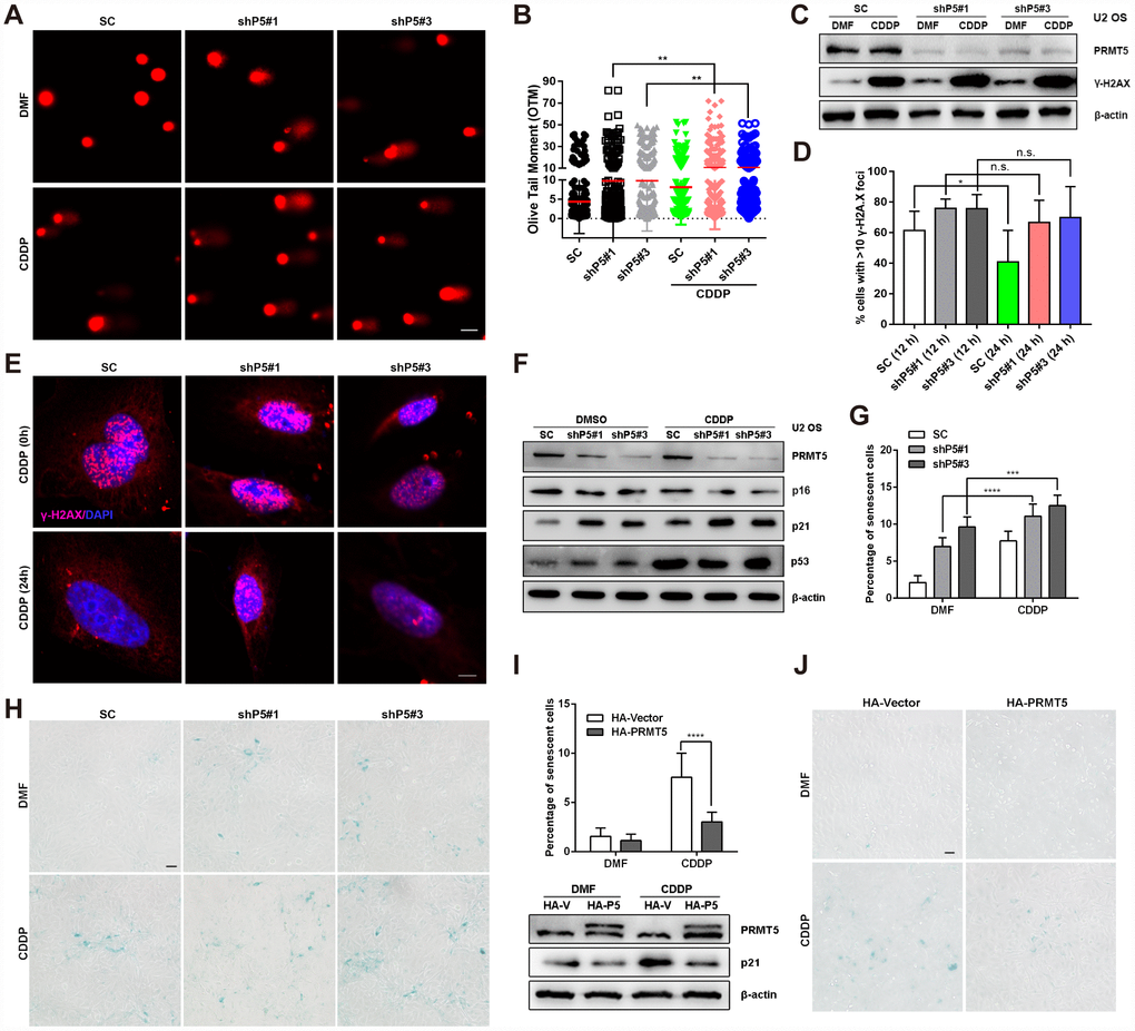 PRMT5 inhibits DNA damaging agents-induced OS cell senescence. (A and B) Cisplatin (CDDP, 10 μM) was added to SC, shP5#1, and shP5#3 U2 OS cells for 24 h. Then, DSBs were visualized by a comet assay, followed by quantification of the OTM with Open Comet software. Scale bar = 20 μm. **, pC) SC, shP5#1 and shP5#3 U2 OS cells were treated with 10 μM CDDP for 24 h, the expressions of PRMT5 and γ-H2A.X were measured by WB. (D, E) SC, shP5#1 and shP5#3 U2 OS cells were treated with 20 μM CDDP for 3 h; the medium was then replaced with fresh medium, and cells were cultured for 12 h or 24 h (time for DNA repair). Antibody against γ-H2A.X was used for immunofluorescence staining, DAPI was used to counterstain the nucleus, and the percentage of positive cells (with ≥10 foci per nucleus considered positive) was counted in three independent experiments and quantified with ImageJ software. Scale bar = 10 μm. *, pF) SC, shP5#1 and shP5#3 U2 OS cells were treated with 10 μM CDDP for 24 h, the expressions of PRMT5, p16, p21 and p53 were measured by WB. (G, H) SC, shP5#1 and shP5#3 U2 OS cells were treated with 10 μM CDDP for 12 h, the percentage of senescent cells was quantified. *, ppI, J) U2 OS cells were transfected with plasmids encoding HA-PRMT5, followed by treated with CDDP for 12 h, and the percentage of senescent cells was quantified. ****, p