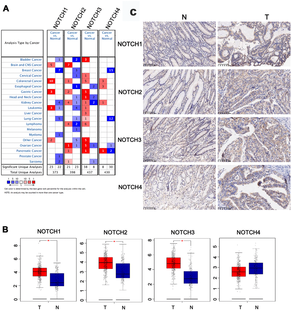 The expression of Notch in different tissues. (A) The transcription levels of Notch receptors in different types of cancers. (B) The expression of Notch receptors in GC. (C) The expression of Notch protein in GC. Students’t-test was used in comparative analysis of Notch expression. T: tumor, N: normal tissue, number (T) = 415, number (N) = 211.