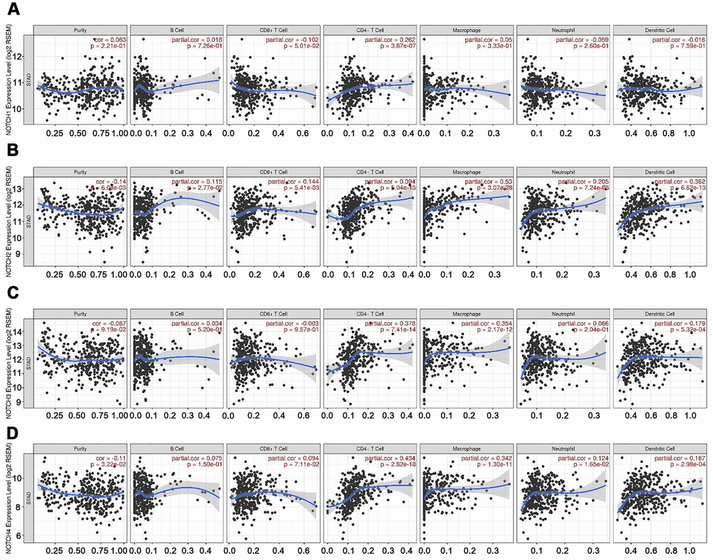 Correlation of Notch expression with immune infiltration level in GC. (A) Notch1 expression had significant positive correlations with infiltrating levels of CD4+ T cells (n = 415). (B) Notch2 expression had significant correlations with infiltrating levels of CD4+ T cells, macrophages, neutrophils, and dendritic cells in GC (n = 415). (C) Notch3 expression was significantly related to infiltrating levels of CD4+ T cells and macrophages in GC but no significant correlation with infiltrating level of B cells (n = 415). (D) Notch4 expression had significant positive correlations with infiltrating levels of CD4+ T cells and macrophages in GC (n = 415). Spearman’s correlation was used to analyze correlation between Notch receptors and immune cells.