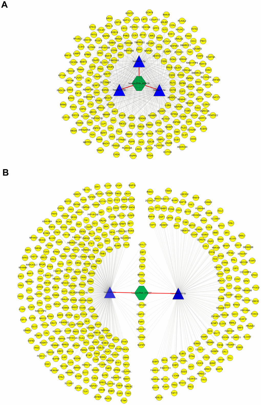 CircRNA-miRNA-mRNA network analysis. (A) The ceRNA network of hsa