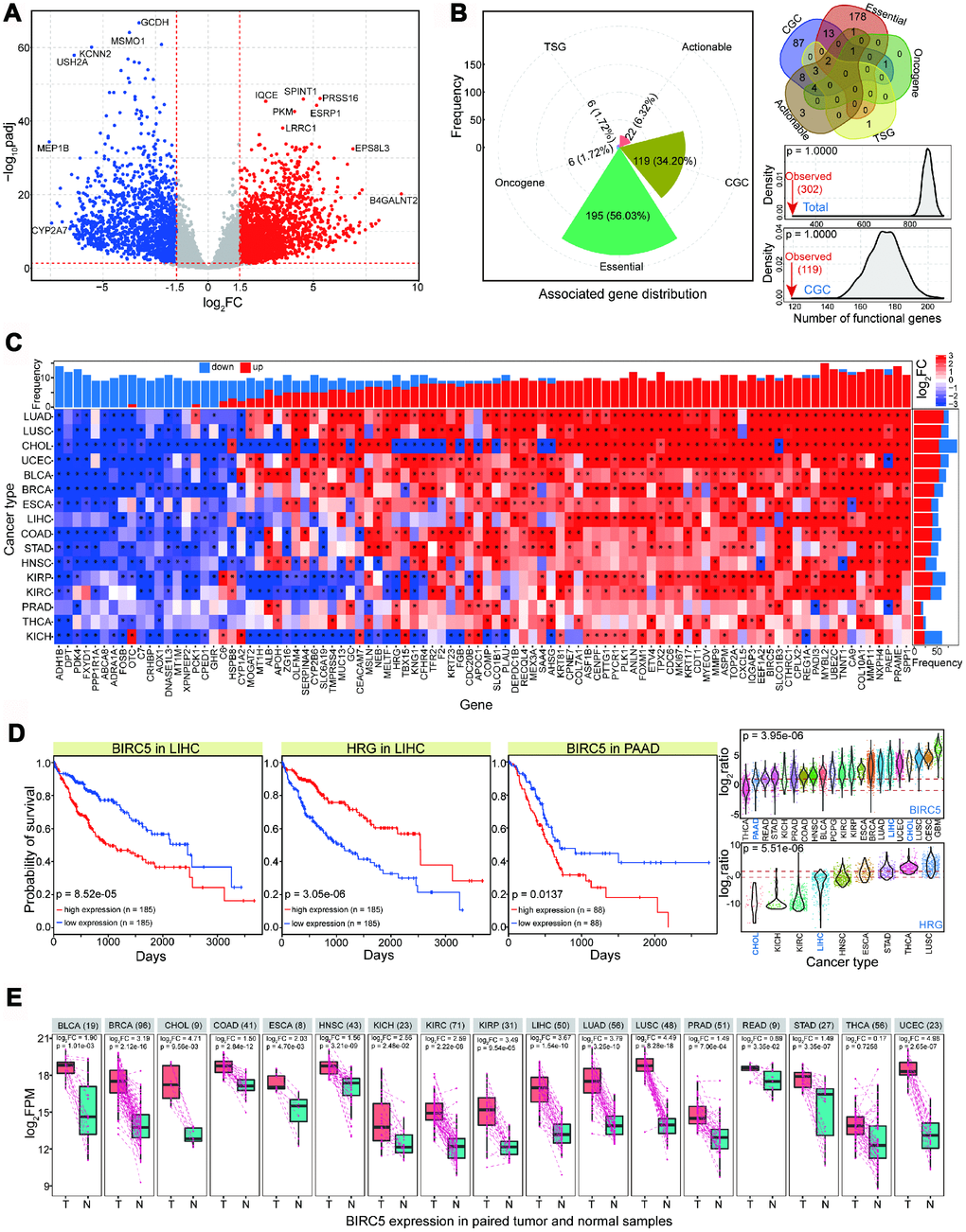 Abnormally expressed genes in CCA (named CHOL in TCGA) and their expression patterns across diverse cancer types. (A) Gene expression profiles in CHOL. Red point shows up-regulated gene (log2FC > 1.5 and padj 2FC 2FC (1.5 and -1.5) and padj (0.05). The baseMean values in DeSeq of these involved genes are not less than 50. (B) For screened abnormal genes, distributions of associated functional genes (mainly including essential gene, CGC, oncogene, etc) are presented. Compared with random result in the equal number of normally expressed genes, fewer abnormal genes are identified as functional genes. (C) Pan-cancer analysis of expression distributions of 94 screened dominant abnormal genes in CHOL (baseMean value > 500, log2FC > 2 or 2FC > 2 or D) Examples of survival analysis of BIRC5 and HRG in LIHC and PAAD, and their expression distributions across different cancer types. (E) BIRC5 expression in paired tumor and normal samples, and the log2FC value and p value are also presented based on paired t-test. T indicates tumor samples, and N indicates paired normal samples. The total sample size is presented after cancer name.