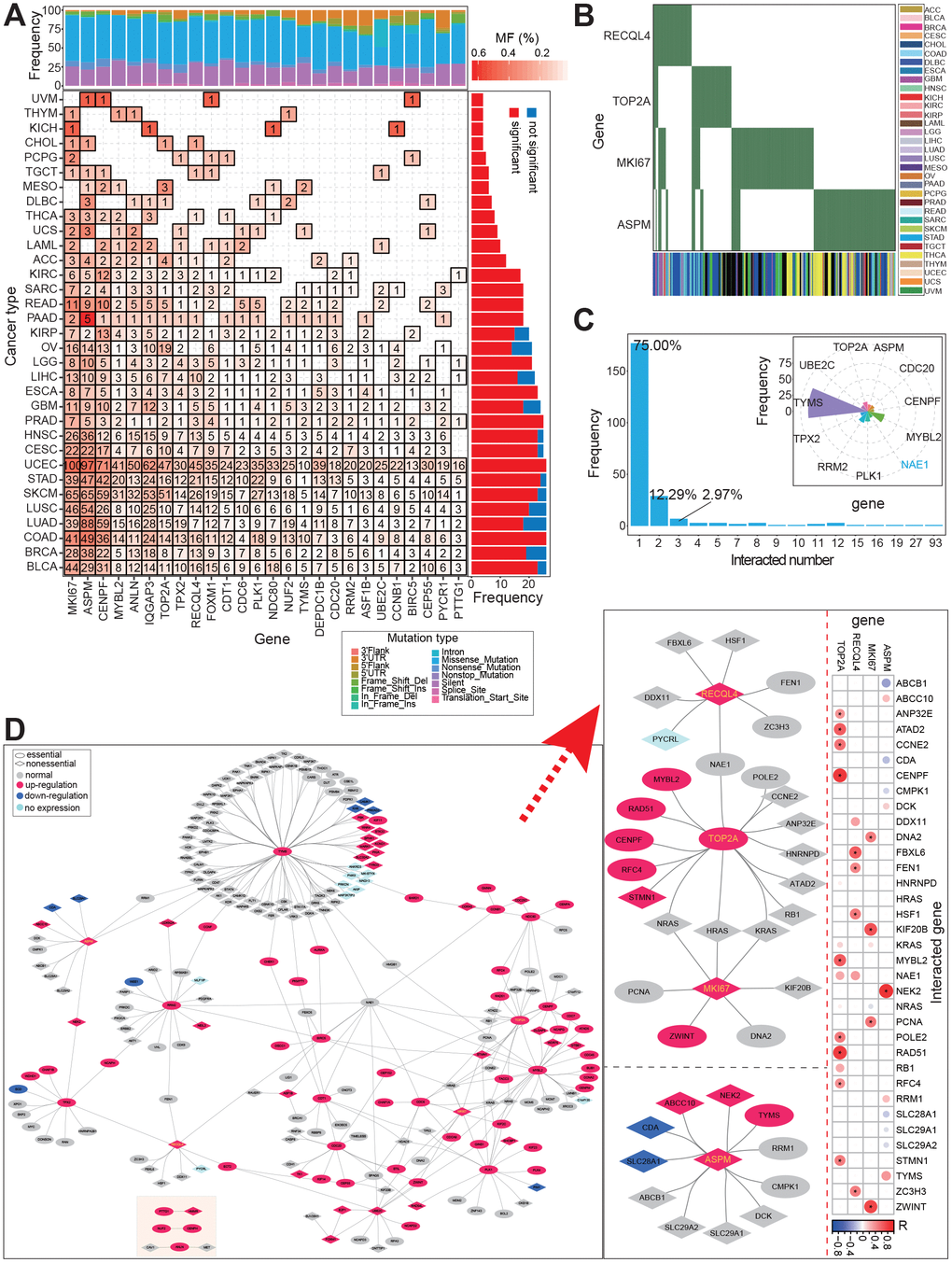 Potential synthetic lethal genetic interactions in CCA. (A) Distribution of mutation genes across cancer types based on 26 screened genes. (B) Distribution of mutation gens across individuals for 4 genes with mutation. (C) Distribution of interacted numbers based on validated/predicted synthetic lethal genetic interactions, and several genes with more than 10 interactions are also presented. (D) Interaction networks among synthetic lethal genetic interactions based on 26 genes. Networks of 4 genes with mutations are detailed presented on the right, and the correlations with the 4 genes are also presented. * indicates significant correlations between these interacted genes (FDR 