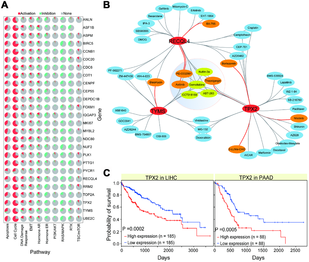 Interactions of gene-drug and potential biological roles of some genes. (A) Pie distributions of associations of 26 genes and pathways, and their roles in pathways, activation or inhibition, are also presented. (B) Gene-drug interactions in CCA. All of these involved drugs are predicted with positive (DR > 0.1, p C) Survival analysis of TPX2 in relevant cancer types showing their potential role in disease prognosis.