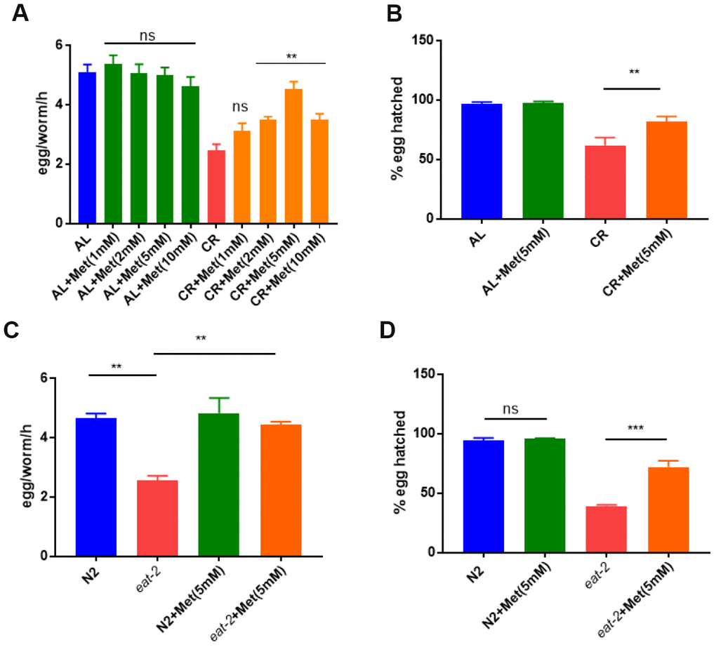 Methionine supplementation prevents calorie restriction (CR) to reduce egg production and survival. (A) Egg production was reduced by CR and rescued by methionine. Ad libido (AL) and CR conditions were achieved by plating 1X1011/mL and 1X108/mL OP-50 bacteria, respectively, on solid nematode growth (NG) medium containing carbenicillin and kanamycin. Worms were raised on NG medium supplemented with indicated concentrations of methionine (Met) from hatching to day-1 adulthood. Worms (n>25) were allowed to lay eggs for 3 hours and egg production were evaluated in per worm per hour (egg/worm/h). Data were collected from 3 independent experiments. P values were obtained by t-test: ns, not significant; **, PB) Embryos survival rate was reduced b CR and rescued by methionine. Worms were raised on AL and CR conditions to day-1 adulthood and eggs were collected within 3 hours to obtained synchronized embryos. Hatching rate was determined by examining the number of dead eggs and larvae at L2/L3 stage. Data were collected from 3 independent experiments with each experiment examining n>100 animals. P values were obtained by t-test: **, PC) Egg production was reduced in CR model (eat-2 mutant) and rescued by methionine. N2 wild-type and eat-2(ad1116) worms were raised on NG medium supplemented with and without 5mM methionine (Met) today-1 adulthood. Egg production was evaluated as in A. Data were collected from 3 independent experiments. P values were obtained by t-test: **, PD) Embryos survival rate was reduced in CR model (eat-2 mutant) and rescued by methionine. N2 wild-type and eat-2(ad1116) worms were raised on NG medium supplemented with and without 5mM methionine (Met) today-1 adulthood. Embryo survival rate was determined as in C. Data were collected from 3 independent experiments. P values were obtained by t-test: ns, not significant; **, P