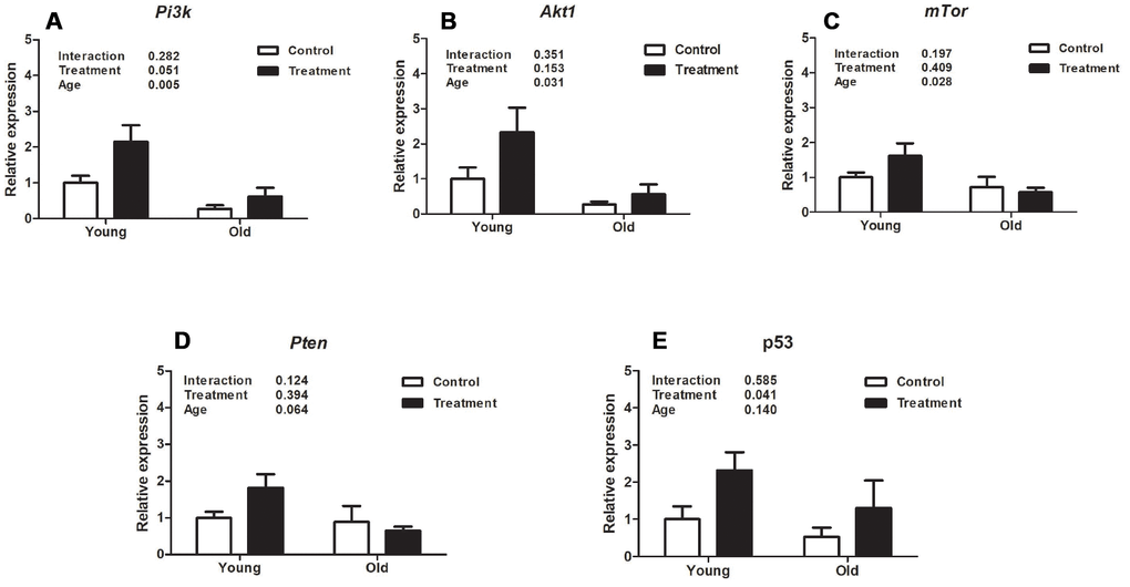 Analysis of relative uterine gene expression in treatment and control groups at different ages. (A). Phosphoinositide 3-kinase (Pi3k). (B). Protein kinase B (Akt). (C). Mammalian target of rapamycin (mTor). (D). Phosphatase and tensin homolog (Pten). E. p53. Values are shown as mean ± standard error of the mean. Two-way ANOVA was performed and the p values for age, treatment, and their interaction are presented (P