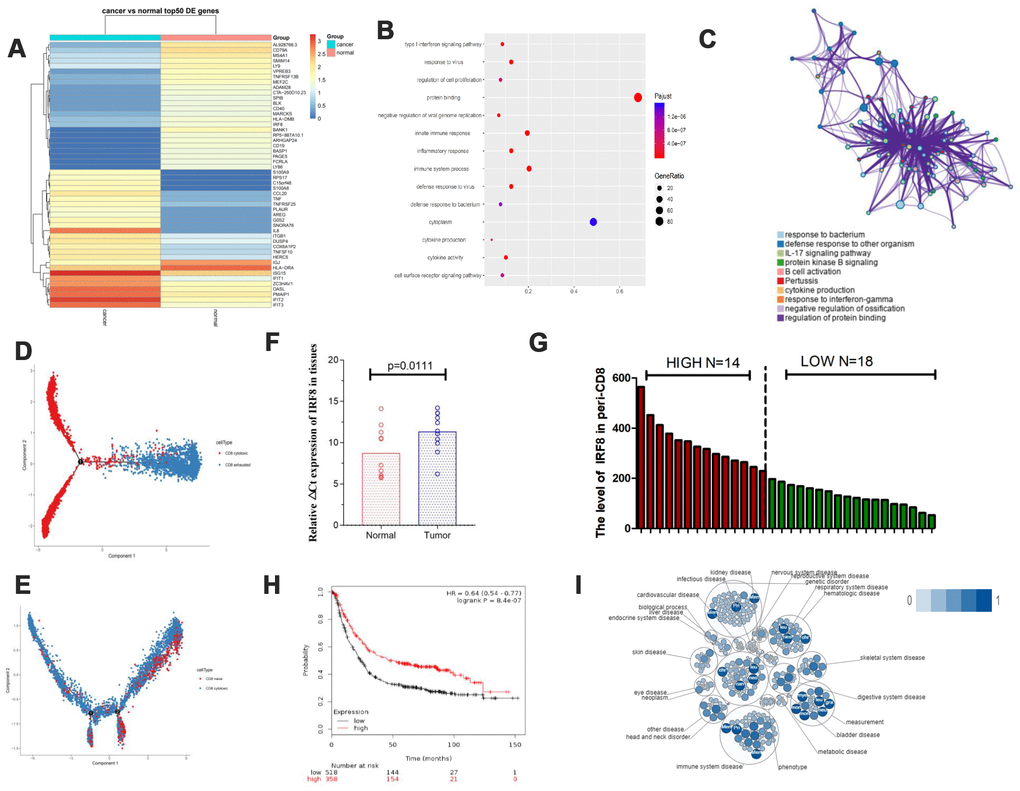 The transcription factor IRF8 was associated with CD8+ T cells in GC. (A) Heat map displaying the top 50 genes differentially expressed in CD8+ exhausted T cells from tissues. (B and C) Pathway analysis for CD8+ exhausted T cells. (D) Trajectory analysis for CD8+ T cells in tissues. (E). Trajectory analysis for CD8+ T cells in blood. (F) Expression of IRF8 in CD8+TILs from GC tissues and normal tissues. (G) Expression of IRF8 in peripheral blood CD8+ T cells from GC patients. (H) TGCA analysis of IRF8 in GC prognosis. (I). Pathway and disease analysis of IRF8.