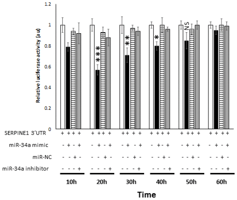 miR-34a specifically binds and interact with SERPINE1. Luciferase activity in 293 cells transfected with Dual-luciferase vector encoding Gaussia Luciferase (GLuc) and secreted alkaline phosphatase (SEAP) with 3′UR of SERPINE1 placed downstream of Glu luciferase reporter (SERPINE1 3′UTR). 293 cells were either transfected with SERPINE1 3′UTR, co-transfected with SERPINE1 3′UTR and miR-34a mimic, co-transfected with SERPINE1 3′UTR and control mimic (miR-NC), or co-transfected with SERPINE1 3′UTR, miR-34a mimic and miR-34a inhibitor. GLuc activity was monitored at 10 h, 22 h, 30 h, 40h, 50 h, and 60 h post-transfection and was normalized to SEAP. Data is plotted as GLuc/SEAP ratio where the x-axis indicates the transfection and time points, and y-axis indicates the relative luciferase activity. Bars represent average ± s.d. of five individual experiments. Student t test was performed to compare groups. Two-tailed P value of 0.05 or less was considered statistically significant. *p 