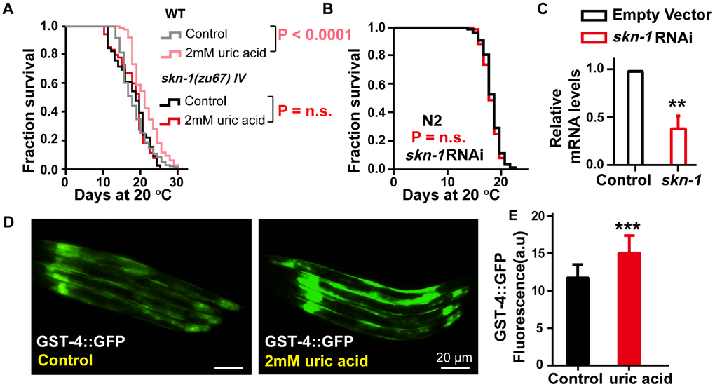 The effect of uric acid on extending life span depends on its activation of transcription factor SKN-1. (A) Life span analysis of the skn-1(zu67) mutant exposed to 2 mM uric acid and that of the untreated control. (B) Life span analysis of wild-type animals exposed to skn-1 RNAi treated with 2 mM uric acid and that of the untreated control. The P value was calculated by the log-rank test, and the life span values of the replicated tests are listed in Supplementary Table 1. (C) skn-1 RNA levels of animals after exposure to skn-1 RNAi E. coli compared with the control (means ± SD, n = 3, ** P D, E) Image and quantitation of GFP fluorescence in the transgenic strain CL2166 (gst-4p::GFP) (means ± SD, n ≥ 30, *** P 