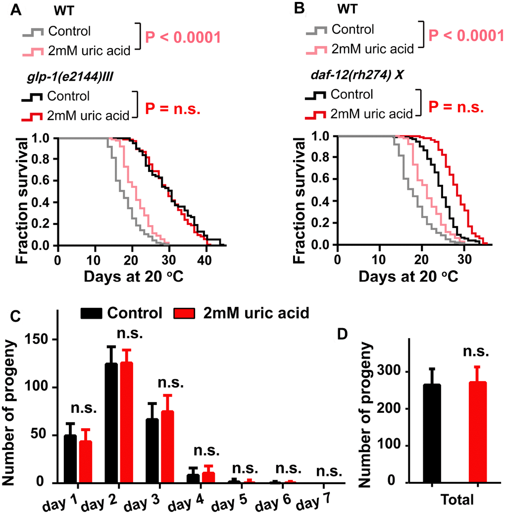 The effect of uric acid on extending life span depends on its regulation of the reproductive signaling pathway. Life span analysis for (A) glp-1 (e2144) and (B) daf-12 (rh274) mutant worms when treated with 2 mM uric acid versus control (P value by log-rank test). Detailed life span values are listed in Supplementary Table 1. (C and D) The number of daily progeny and the total number of progeny of wild-type N2 worms treated with 2 mM uric acid or vehicle (means ± SD, n ≥ 30, n.s.: no significant difference, Student’s t test).