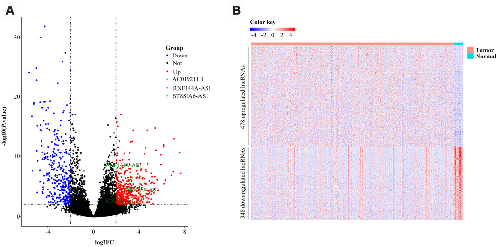 Volcano plot and heatmap of 826 lncRNAs in bladder cancer patients from TCGA-BLCA Project. (A) Volcano plot of 826 lncRNAs in bladder cancer samples from TCGA-BLCA Project. Green points represent candidate OS-related lncRNAs. (B) Heatmap of 826 lncRNAs in bladder cancer samples from TCGA-BLCA Project. Blue and red indicate downregulated and upregulated lncRNAs, respectively.