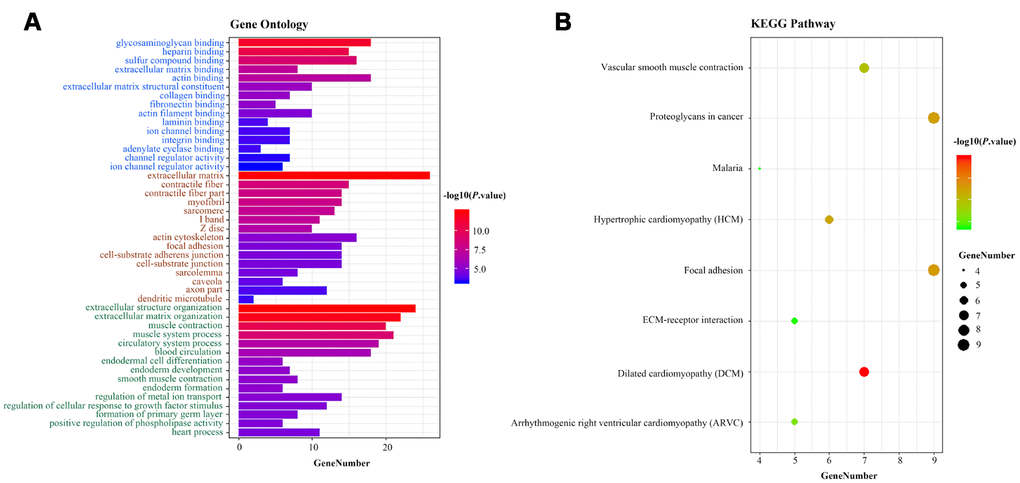 Functional enrichment analysis of the three-lncRNA signature. (A) GO enrichment analysis. Blue, brown and green words represent the GO terms for molecular functions, cellular components and biological processes, respectively. (B) KEGG enrichment analysis. The x-axis represents the number of genes, while the y-axis displays the GO terms and KEGG pathways. The color represents the P value.