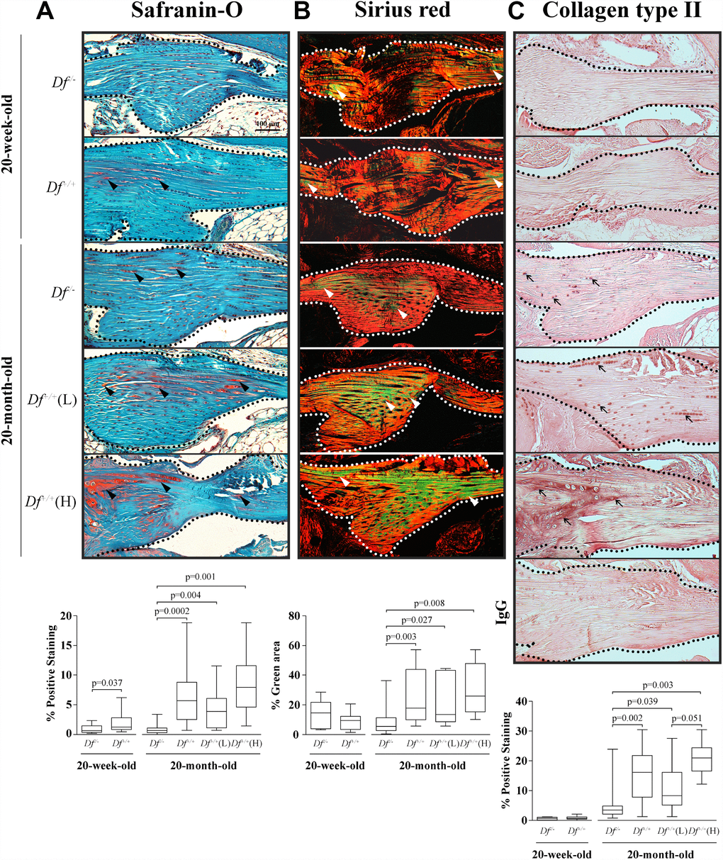 Histology and type II collagen deposition in the anterior cruciate ligament (ACL). Photomicrographs of representative images and box plots of 20-week-old adipsin-deficient (Df-/-) and wild-type (Df+/+) and 20-month-old Df-/-, Df+/+, Df+/+(L) and (H) mice of (A) Safranin-O staining, black arrowheads indicate proteoglycans deposition; (B) Sirius red staining enabling visualization of the collagen fibers. The green fibers corresponding to altered collagen were quantified over the total area. White arrowheads indicate thin collagen fibers. (C) Immunohistochemistry of type II collagen deposition and a negative control (IgG) performed by substitution with a non-specific rabbit IgG. Black arrows indicate positive staining. In (A–C) dotted lines delineate the core portion of the ACL. Bar in (A) = 100 μm. Original magnification X100. Values are the median and interquartile range of Df-/- (n=11), Df+/+ (n=13) for the 20-week-old mice and of Df-/- (n=13), Df+/+ (n=13), Df+/+ (L) (n=7) and (H) (n=6) for the 20-month-old mice. p values were determined by the Mann-Whitney test. Only significant differences are shown except for those comparing 20-week-old and 20-month-old Df-/- (C, p= 0.0001) and Df+/+ (A, p= 0.006; B, p=0.004; C, p