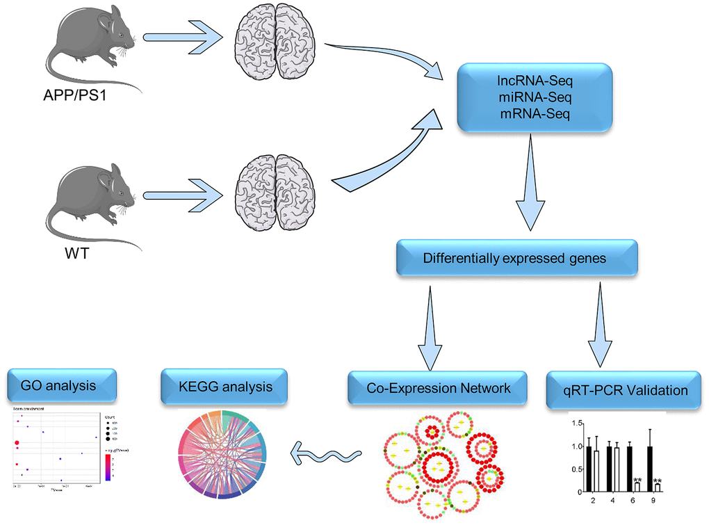 The workflow of RNA-seq. Details of the methods used for mRNA-seq, miRNA-seq, and lncRNA-seq are described in Supplementary Materials.