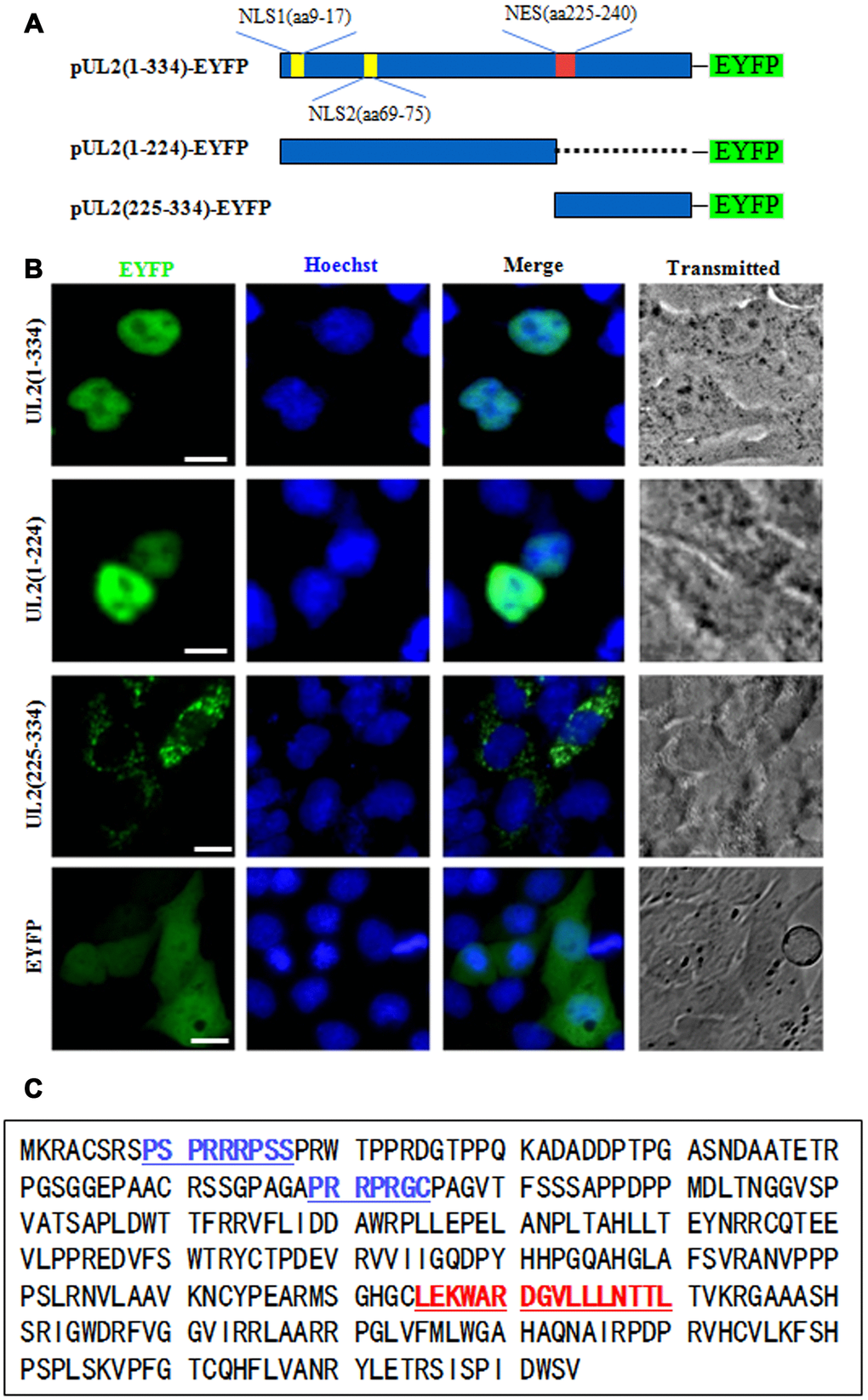 Preliminary determination of the NLS and NES regions of UL2. (A) Schematic diagram of full-length UL2(1-334), UL2(1-224) and UL2(225-334) fused with an EYFP monomer at its N terminus. (B) Subcellular localization of UL2(1-334)-EYFP, UL2(1-224)-EYFP, UL2(225-334)-EYFP and EYFP in live COS-7 cells. (C) Bioinformatics analysis of potential NLS and NES of UL2. Blue color labelled residues represent potential NLS1 and NLS2. Red color labelled residues represent potential NES. All scale bars indicate 10 μm.