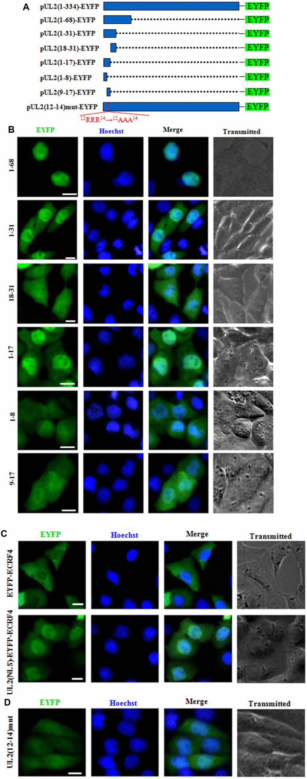 Characterization of the functional NLS and its key aa of UL2. (A) Schematic representation of WT UL2 and its deletion mutants UL2(1-68), UL2(1-31), UL2(18-31), UL2(1-17), UL2(1-8), UL2(9-17) and UL2(12-14)mut fused with EYFP. (B–D) Subcellular localization of these UL2 deletion mutants (B and D, shown in A), EYFP-ECRF4, or UL2(NLS)-EYFP-ECRF4 (C) in plasmid-transfected live COS-7 cells. All scale bars indicate 10 μm.