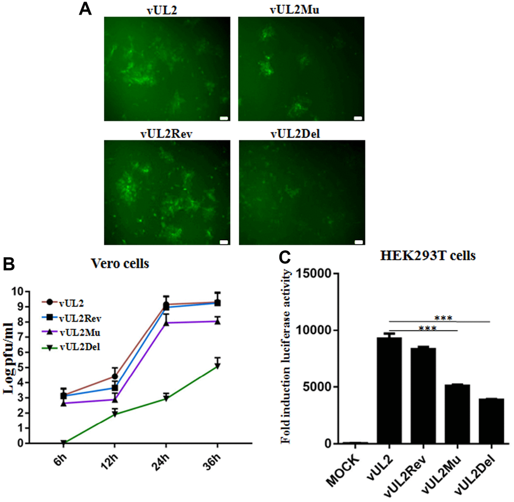 Nuclear targeting of UL2 is important for efficient HSV-1 production. (A) Plaque analysis of WT HSV-1 (vUL2) and its derived recombinant viruses (vUL2Del, vUL2Mu and vUL2Rev) by live cells fluorescence microscope. Confluent Vero cells were infected with the indicated viruses at an MOI of 1. After adsorption at 37°C for 2 h, virus was washed away and the plate was covered with DMEM-2% FBS, then the fluorescences (GFP) derived from these viruses were analyze by fluorescence microscope after infection for 24 h. (B) Growth curve analysis of WT HSV-1 and its derived recombinant viruses. Vero cells were infected with the indicated viruses at an MOI of 1 for 6, 12, 24 and 36 h, then virus was harvested, and their titers were determined on the Vero monolayer by plaque method (with crystal violet staining). The data shown was the average results from three independent experiments. (C) Luciferase activity was used to determine the viral replication of WT HSV-1 and its derived recombinant viruses in HEK293T cells. HEK293T cells were infected with the indicated viruses at an MOI of 1 for 24 h, then luciferase activity was detected by harvesting the lysates of the virus-infected HEK293T cells. Data were expressed as means ± SD from three independent experiments. Statistical analysis was performed using student’s t test, and *** indicates P 