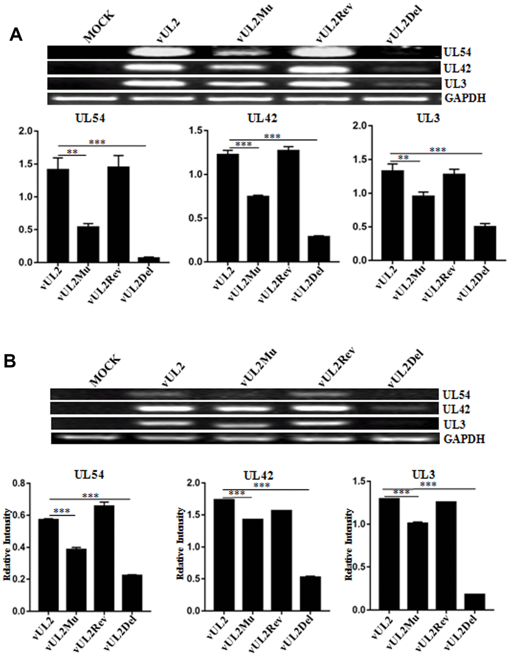 Viral DNA replication and mRNA expression analysis of WT HSV-1 and its derived recombinant viruses. (A) DNA replication analysis of WT HSV-1 and its derived recombinant viruses. HEK293T cells were mock-infected or infected with WT HSV-1 (vUL2) and its derived recombinant viruses (vUL2Del, vUL2Mu and vUL2Rev) at an MOI of 1 for 24 h. Then, total cellular DNA was purified and PCR was performed with the primers specific for UL54 (IE gene), UL42 (E gene) and UL3 (L gene) to quantify DNA levels. To ensure that an equal amount of DNA was used from each sample, the DNA of each sample was normalized with GAPDH. (B) mRNA expression analysis of WT HSV-1 and its derived recombinant viruses. HEK293T cells were mock-infected or infected with WT HSV-1 (vUL2) and its derived recombinant viruses (vUL2Del, vUL2Mu and vUL2Rev) at an MOI of 1 for 24 h. Then, total RNA was isolated, and the mRNA expression levels of UL54, UL42, UL3 and GAPDH were assessed by RT-PCR. GAPDH was served as an internal control. Densitometry of UL54, UL42 and UL3 bands were normalized to the control GAPDH. Data were expressed as means ± SD from three independent experiments. Statistical analysis was performed using student’s t test, and * indicates P P P 