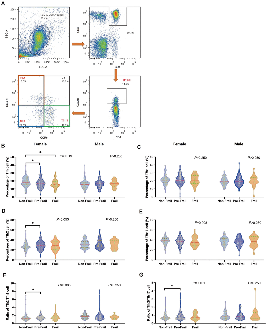 Comparison of the Tfh cell and subsets phenotype distributions in the CD4+T cell in old individuals categorized with modified frailty index. (N=689) (A) Gating strategy for Tfh cells and subsets. Representative sample is shown and numbers indicate population frequency. Comparison of the (B) Tfh cell, (C) Tfh1 cell, (D) Tfh2 cell, (E) Tfh17 cell, (F) ratio of Tfh2/Tfh1 cell and (G) ratio of Tfh2/Tfh17 cell proportions in the CD4+T cell by frailty groups in both female and male. *P 