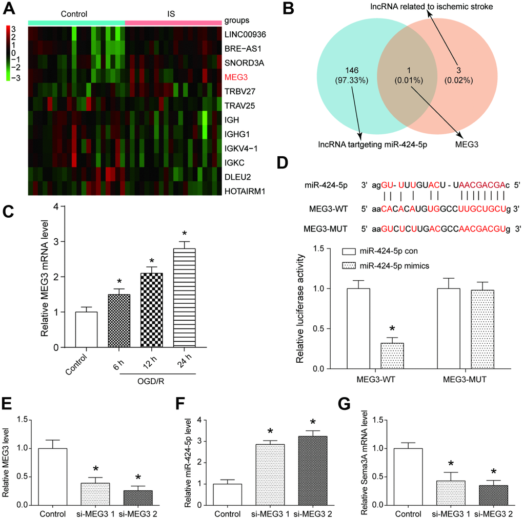 MEG3 was a highly expressed lncRNA in IS that bonded with miR-424-5p. (A) The heatmap from the microarray analysis of GSE22255 showed the significantly differentially expressed lncRNAs including MEG3 in the IS group. (B) MEG3 bound to miR-424-5p and was related to IS. (C) MEG3 expression was positively correlated with OGD/R intervention time. *PD) The target relationship between MEG3 and miR-424-5p was predicted and proved. *PE) The effect of downregulation MEG3 by si-MEG3 was proved significant. *PF) MEG3 knockdown correlated with higher miR-424-5p expression. *PG) MEG3 knockdown correlated with lower Sema3A expression. *P