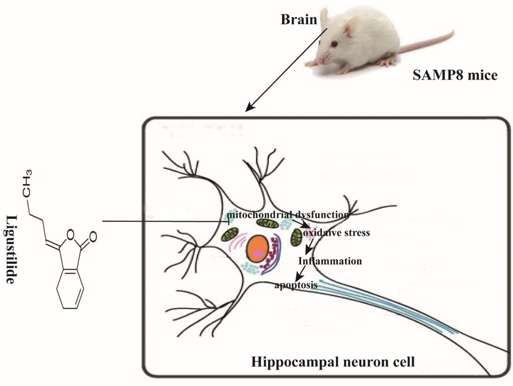 Schematic representation of ligustilide improves aging-induced memory deficit by regulating mitochondrial-related dysfunction in SAMP8 mice. Ligustilide improves aging-induced cognitive dysfunction in SAMP8 mice. Ligustilide ameliorates mitochondrial dysfunction in hippocampal neurons, reduces levels of oxidative stress and inflammation, reduces apoptosis in hippocampal neurons.