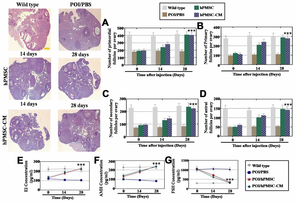 hPMSCs improved the function of a POI mouse model. (A) The number of primordial follicles recovered to normal levels four weeks after hPMSC transplantation. (B) hPMSC transplantation restored the primary follicle numbers. (C) hPMSC elevated the number of secondary follicles to the WT group level (D) hPMSC transplantation elevated the number of antral follicles to the WT group level. (E) ELISA results indicated that hPMSC transplantation increased the levels of E2. (F) hPMSC transplantation improved the levels of AMH. (G) hPMSC transplantation decreased the levels of FSH to the WT group level. All experiments were carried out three times; error bars indicate the SD; *** p 