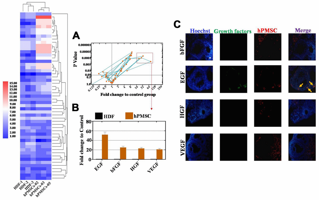 EGF derived from hPMSCs was observed at higher levels than other growth factors. (A) Antibody microarray analysis of growth factor secretion from the hPMSC and control groups (293T cell line). Four growth factors were selected in accordance with standard criteria: the fold change was greater than or equal to sixteen, and there was statistical significance (pB) EGF derived from hPMSCs was secreted at higher levels than other growth factors. (C) EGF was highly expressed in the POI mouse model after hPMSC transplantation. All experiments were carried out three times. hPMSC = human placental mesenchymal stem cell.