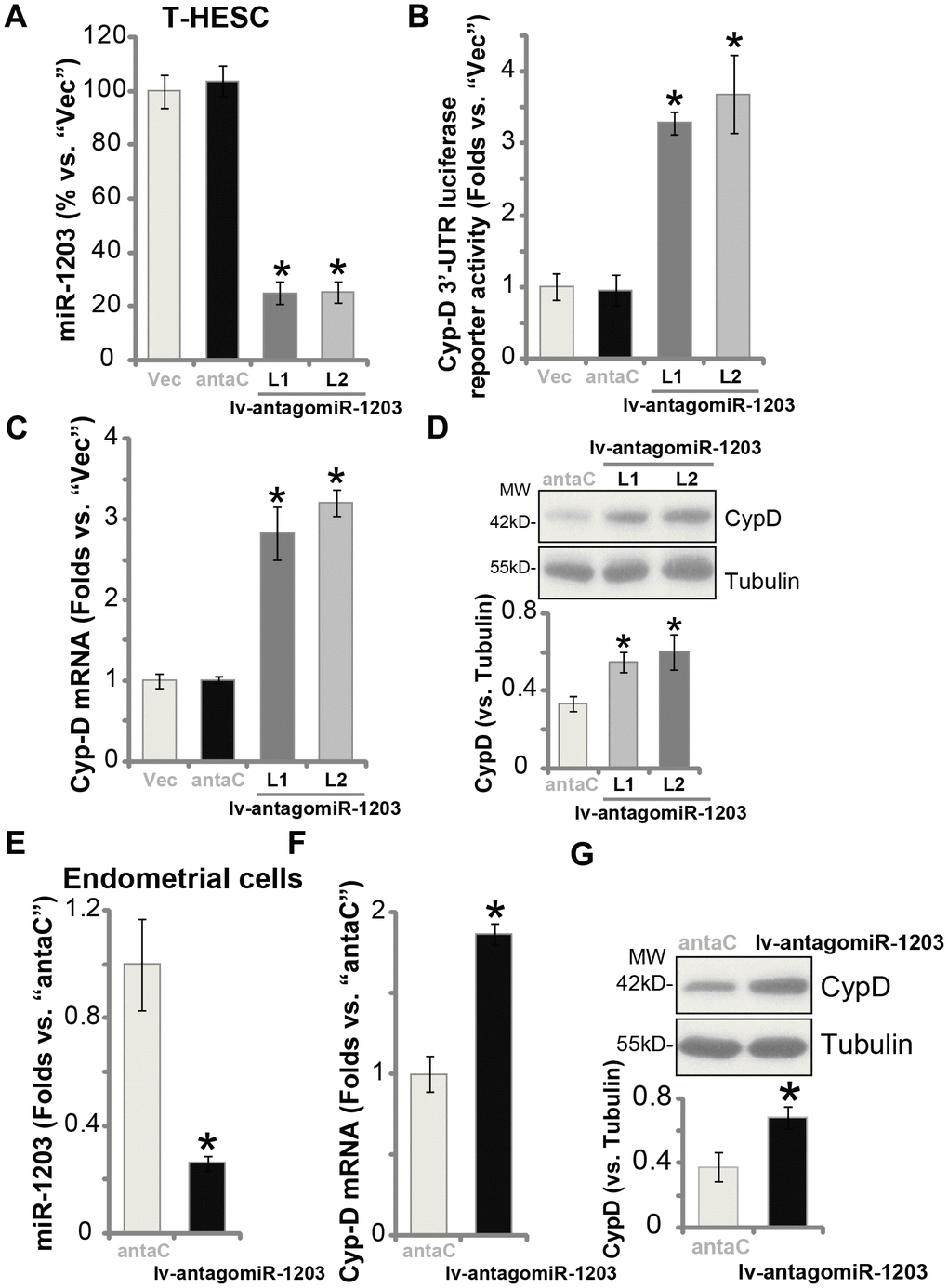 miR-1203 inhibition can elevate CypD expression in human endometrial cells. T-HESC endometrial cells were infected with pre-miR-1203 anti-sense lentivirus (“lv-antagomiR-1203”), following puromycin selection two stable cell lines were established: “L1/L2”. Control T-HESC cells were infected with microRNA anti-sense control lentivirus (“antaC”); Expression of mature miR-1203 and CypDmRNA was tested by qPCR assays (A and C); The relative CypD 3’-UTR luciferase reporter activity was examined (B), with CypD protein expression tested by Western blotting (D). The primary human endometrial cells were infected with lv-antagomiR-1203 or antaC for 48h, expression of mature miR-1203 (E), CypDmRNA (F) and protein (G) was shown. CypD protein expression was quantified and normalized to the loading control (D and G). Data were presented as mean ± SD (n=5), and results were normalized. * P 