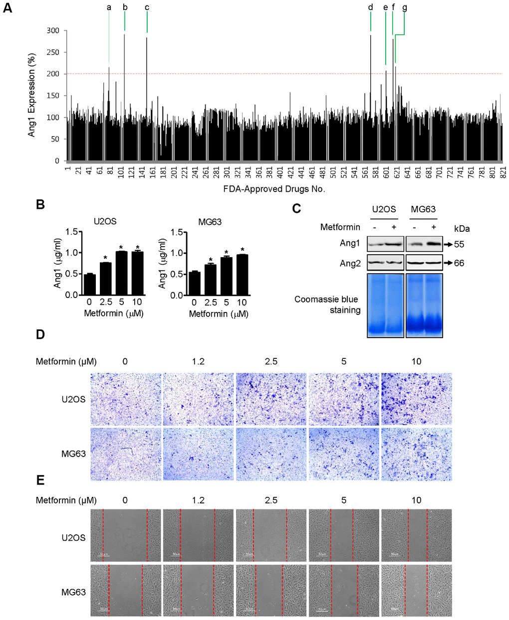 Induction of Ang1 expression and activation of cell mobility by metformin. (A) Screening result of FDA-approved drugs for Ang1 expression by ELISA. U2OS cells were seeded on 96-well plates. After treating cells with drugs for 1 h, each cell culture medium was transferred to a 96-well plate from the ELISA assay kit. Compounds that induced Ang1 expression over two-fold compared with DMSO vehicle control were selected and are listed in Table 1. (B) U2OS and MG63 cells were treated with 2.5, 5, and 10 μM of metformin or an equal volume of DMSO (0.1%) for 1 h. Cell culture medium was collected for Ang1 ELISA. Significant differences between metformin and DMSO control groups are indicated (*P C) Cells were treated with 5 μM of metformin or an equal volume of DMSO (0.1%) for 1 h. Cell culture medium from the treated cells was condensed with a Microcon for Western blotting. Coomassie blue staining of SDS-PAGE gels was used for a loading control. Ang1: Angiopoetin1, Ang2: Angipoietin2. (D, E) (D) U2OS and MG63 cells were treated with 2.5, 5, and 10 μM of metformin or an equal volume of DMSO (0.1%) for 6 h. The membrane-traversed cells were fixed and stained with crystal violet solution. (E) Cell migration was observed and captured by microscopy at the indicated time point.