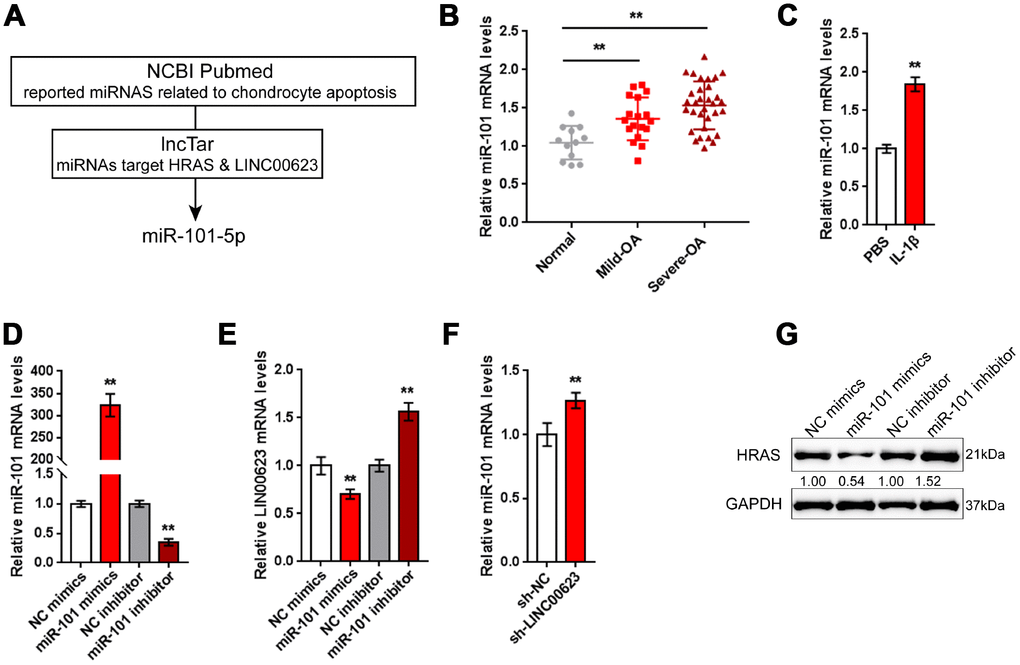 miR-101 is involved in LINC00623 regulating HRAS. (A) Previously reported miRNAs related to chondrocyte apoptosis were analyzed; the online tool LncTar was used to identify miRNAs that could be targeted by LINC00623; and miR-101-5p was selected. (B) The expression of miR-101 in normal, mild OA and severe OA tissues was examined using real-time PCR. (C) OA chondrocytes were treated with PBS or IL-1β and then examined for miR-101 expression using real-time PCR. (D) miR-101 expression was regulated by transfection of miR-101 mimics or miR-101 inhibitor, and was confirmed using real-time PCR. (E) LINC00623 mRNA expression in response to miR-101 overexpression and miR-101 inhibition was examined using real-time PCR. (F) miR-101 expression in response to LINC00623 knockdown was examined using real-time PCR. (G) HRAS protein levels in response to miR-101 overexpression and miR-101 inhibition were examined using immunoblotting. The data are presented as mean ± SD of three independent experiments. **P