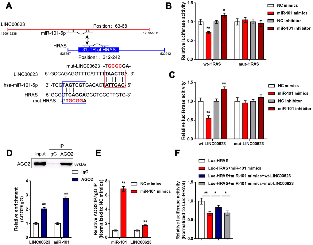 LINC00623 competes with HRAS for miR-101 binding. (A) Four different types of luciferase reporter gene vectors were constructed: a wt-LINC00623 or a wt-HRAS 3′-UTR containing the wild-type miR-101 binding site, and a mut-LINC00623 or a mut-HRAS 3′-UTR containing the mutated miR-101 binding site. (B, C) These vectors were cotransfected into HEK293 cells with miR-101 mimics or miR-101 inhibitor; the luciferase activity was examined. (D, E) RIP assays were performed to confirm the predicted binding between LINC00623 and miR-101 using an anti-AGO2 antibody. (F) the HRAS luciferase reporter vector, miR-101 mimics and wt- or mut-LINC00623 vector were cotransfected into HEK293 cells, the luciferase activity was examined. The data are presented as mean ± SD of three independent experiments. *PP