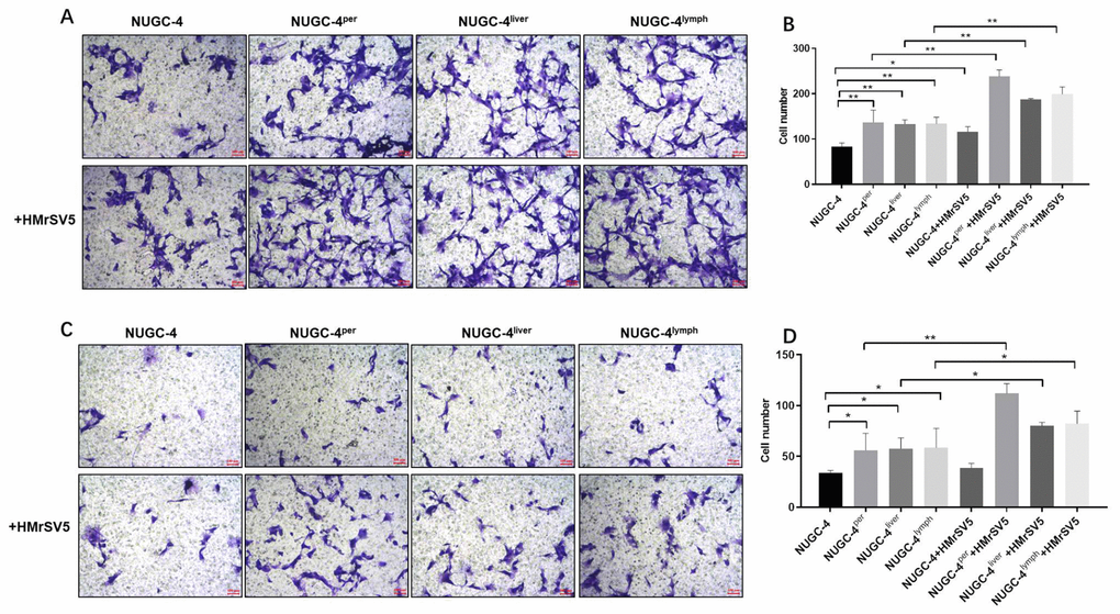 Peritoneal mesothelial cells significantly enhanced the invasiveness of gastric cancer cells. Primary or metastatic gastric cancer cells were co-cultured with HMrSV5 cells or nothing for 72 h. (A, B) The number of migrating primary or metastatic gastric cancer cells was determined with a Transwell assay. (C, D) The number of invading primary or metastatic gastric cancer cells was determined with a Transwell assay. *P**P