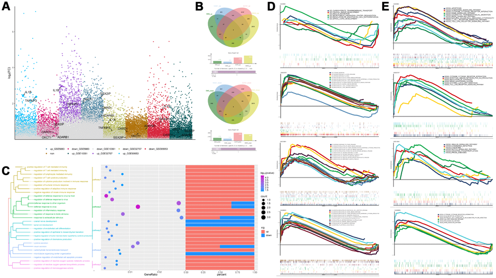 Differentially expressed gene analysis and functional enrichment analysis. (A) The differentially expressed genes in ARDS samples compared to control samples. (B) Cluster analysis showed the expression patterns of the common up-regulated or down-regulated genes in the four data sets can distinguish ARDS and control. (C) Functional enrichment analysis of biological processes for the common the common up-regulated and common down-regulated genes in the four data sets. (D, E) Gene Set Enrichment Analysis results.