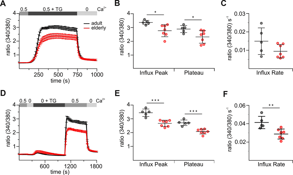 Untouched CD8+ T cells from elderly mice show reduced thapsigargin (TG)-induced Ca2+ signals. (A) Fura2-AM based Ca2+ Imaging with 1 μM TG as stimulus applied in the presence of 0.5 mM [Ca2+]ext of CD8+ T cells (combined Ca2+ protocol) from adult (black, n = 5) and elderly (red, n = 7) mice. The scatter dot plot in (B) displays the corresponding statistics of Ca2+ influx peak and Ca2+ plateau and in (C) the corresponding influx rates. (D) Ca2+ Imaging with 1 μM TG applied in the absence of [Ca2+]ext before re-addition of 0.5 mM Ca2+ (re-addition protocol) of CD8+ T cells from adult (black, n = 5) and elderly (red, n = 7) mice. The scatter dot plot in (E) displays the corresponding statistics of Ca2+ influx peak and Ca2+ plateau and (F) the corresponding influx rates. Ca2+ signalling curves are presented as mean ± SEM. Scatter dot plots are presented as mean ± SD. * p 