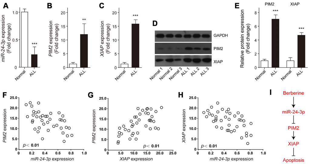 Expression and correlations of XIAP, PIM-2 and miR-24-3p in ALL samples. The relative expressions of (A) miR-24-3p, (B) PIM-2 and (C) XIAP in the bone marrow of ALL patients (n=39) or normal control (n=3) were detected by qRT-PCR. (D, E) Representative western blot and quantification analysis of PIM-2 and XIAP in ALL and normal samples. (F–H) Correlation analysis was performed between miR-24-3p, PIM-2 and XIAP in ALL patients. (I) The signaling pathway of BBR induced ALL cells apoptosis. Results are expressed as mean ± SD, **pp