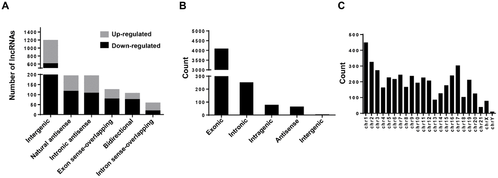 Character analysis of differentially expressed lncRNAs and circRNAs. (A) Differentially expressed lncRNAs (BCSCs vs BCNSCs) were classified into 6 categories according to the genomic loci of their neighboring genes. The grey portion and black portion of the column represents up-regulated and down-regulated lncRNAs in BCSCs respectively. (B) Differentially expressed circRNAs (BCSCs vs BCNSCs) were classified into 5 categories according to the genomic loci of their neighboring genes. (C) Counts of differentially expressed circRNAs were classified according to their loci on human chromosomes.