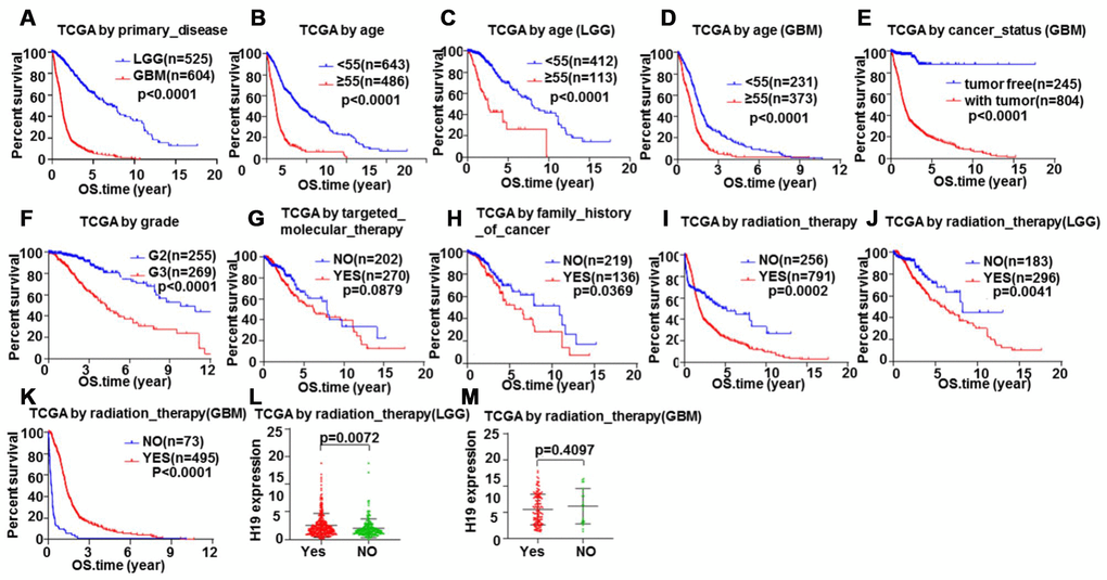 Glioma samples survival analysis validation by Kaplan-Meier. Correlation between total survival and (A) Primary disease, (B–D) Age, (E) Cancer status, (F) Grade, (G) Targeted molecular therapy, (H) Family history of cancer, (I–K) Radiation therapy. The relationship between H19 expression level and radiotherapy in (L) LGG and (M) GBM.